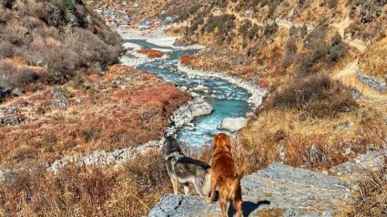 Illustration : 20 superbes photos de la virée d'un duo de chiens sur l'un des plus beaux sites naturels du Népal