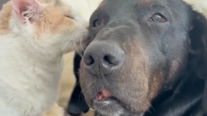 Illustration : Un chaton et un chien sénior, tous 2 atteints de paralysie, nouent un lien indéfectible qui témoigne de leur force intérieure (vidéo)