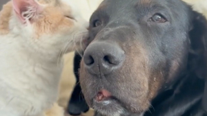 Illustration : "Un chaton et un chien sénior, tous 2 atteints de paralysie, nouent un lien indéfectible qui témoigne de leur force intérieure (vidéo)"