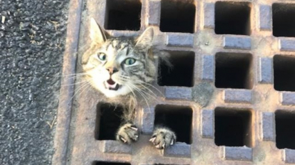 Illustration : Un chat s'étant coincé la tête dans une plaque d'égout attendait désespérément qu'on le sorte de ce mauvais pas