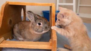 Illustration : "Un chaton, atteint d’un trouble neurologique, apprend à remarcher à l’aide de ses amis lapins"