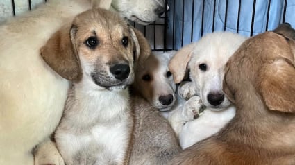 Illustration : 11 chiots ont été retrouvés enfermés dans le sous-sol d’une maison abandonnée (vidéo)