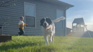 Illustration : "Bienvenue à la maison, Daisy !" : la vidéo touchante de l'arrivée d'une chienne de refuge dans son nouveau foyer