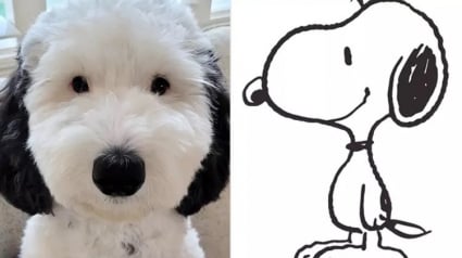 Illustration : La ressemblance frappante de cette chienne avec le célèbre Snoopy a fait d’elle une star sur les réseaux sociaux (vidéo)