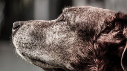 Illustration : Un chien perdu et épuisé croise la route de touristes qui décident de lui venir en aide