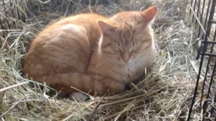 Illustration : Un chat couve tous les jours les œufs pondus par la cane de la ferme (vidéo)