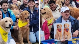 Illustration : 250 Golden Retrievers réunis en hommage à 2 chiens emblématiques du marathon de Boston