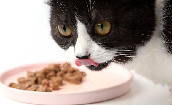 Les bienfaits de l'alimentation humide pour le chat