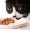 Illustration : Les bienfaits de l’alimentation humide pour le chat