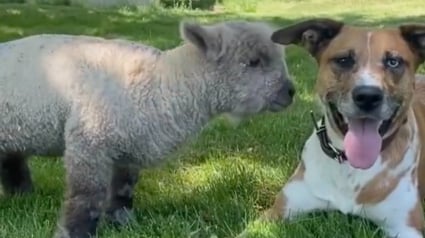 Illustration : Une chienne au grand cœur se prend d’affection pour un agneau rejeté par sa mère (vidéo)