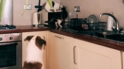 Illustration : Une vidéo surprenante montre un chien qui s'invite au petit déjeuner des chats de la famille