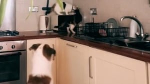 Illustration : Une vidéo surprenante montre un chien qui s'invite au petit déjeuner des chats de la famille