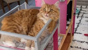 Illustration : Elle devait se séparer de sa maison de poupée, mais son chat ne l'entendait pas de cette oreille (vidéo)