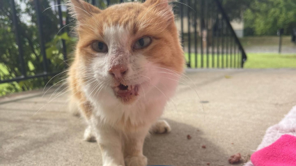 Illustration : La vie d’un chat errant et blessé prend un nouveau tournant lorsqu’il décide de s’introduire dans une maison (vidéo)