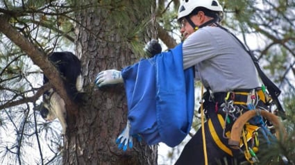 Illustration : Le quotidien hors du commun d'un retraité héroïque : sauver les chats perchés dans les arbres (vidéo)