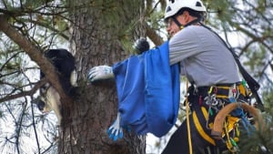 Illustration : Le quotidien hors du commun d'un retraité héroïque : sauver les chats perchés dans les arbres (vidéo)