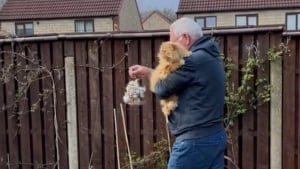 Illustration : La vidéo touchante d'un chat faisant don de sa fourrure aux oiseaux du jardin devient virale