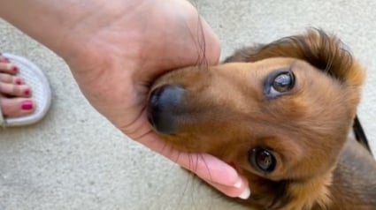 Illustration : Une femme laisse sa chienne à la garderie et découvre qu’elle n’arrive pas à se faire des amis (vidéo)