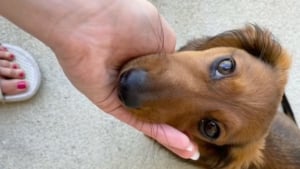 Illustration : "Une femme laisse sa chienne à la garderie et découvre qu’elle n’arrive pas à se faire des amis (vidéo)"