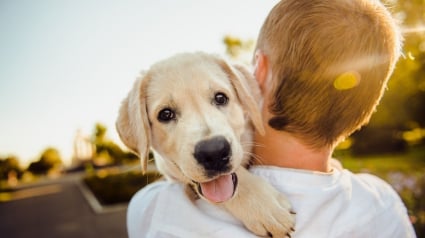 Illustration : Les secrets d'une intégration réussie du chiot dans sa famille livrés par les experts invités de La Touche Animale