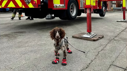 Illustration : Découvrez comment la nouvelle recrue canine des pompiers déjoue les actes criminels des pyromanes