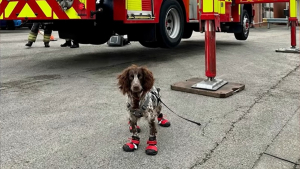 Illustration : Découvrez comment la nouvelle recrue canine des pompiers déjoue les actes criminels des pyromanes