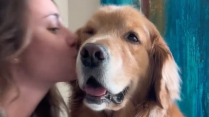 Illustration : La vidéo adorable d'un Golden Retriever accro aux bisous de sa maîtresse et qui en redemande à sa manière