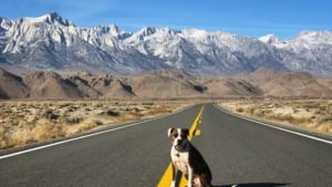 Illustration : 16 photos de chiens amateurs de road trips et piaffant d'impatience à l'approche du départ