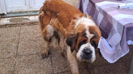 Illustration : Une Saint-Bernard, prisonnière d'une courette pendant plusieurs années, peut enfin s'offrir un nouveau départ