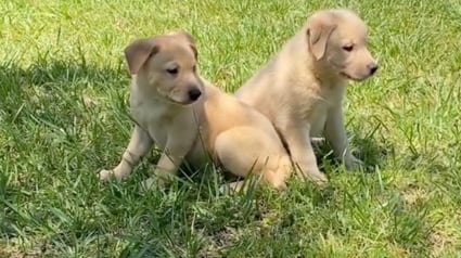 Illustration : Une jeune femme découvre 2 chiots abandonnés lors d'une promenade et se donne pour mission de les sauver (vidéo)