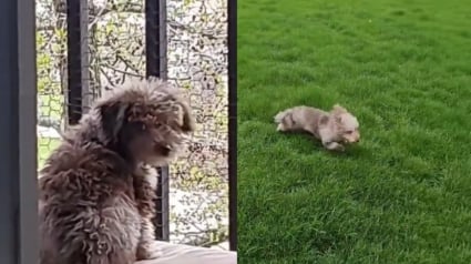 Illustration : Un chien laisse exploser sa joie en s'appropriant le jardin de sa nouvelle maison (vidéo)