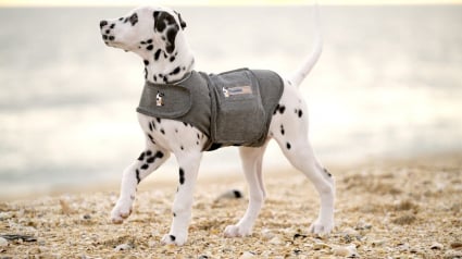 Illustration : Thundershirt : le gilet relaxant pour chiens qui révolutionne la gestion du stress canin