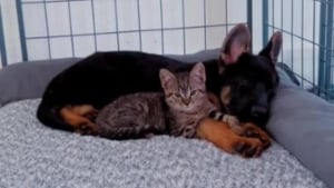 Illustration : Un chaton abandonné et un chiot sauvé de justesse se rencontrent au refuge : c'est le coup de foudre ! (vidéo)