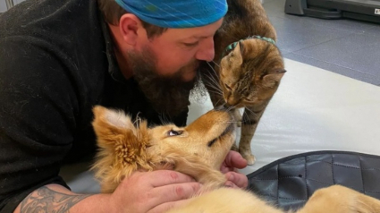 Illustration : Nala la chatte globe trotteuse et son humain portent secours à une chienne errante blessée