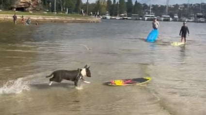 Illustration : Le surf n'a aucun secret pour ce Bull Terrier qui dompte les vagues comme personne (vidéo)