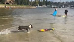 Illustration : Le surf n'a aucun secret pour ce Bull Terrier qui dompte les vagues comme personne (vidéo)