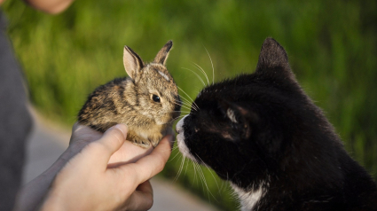 Illustration : L'acte de bonté d'une chatte envers un jeune lapin fait fondre des millions d'internautes (vidéo)