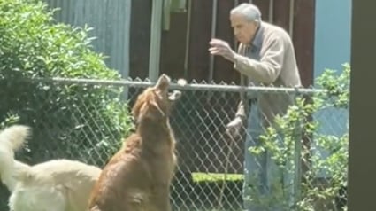 Illustration : L'amitié touchante entre deux Golden Retrievers et leur voisin âgé qui leur rend visite chaque jour (vidéo)