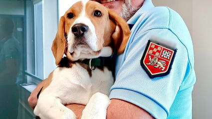 Illustration : Un jeune Beagle devient la mascotte d’une brigade de gendarmerie de la Creuse 