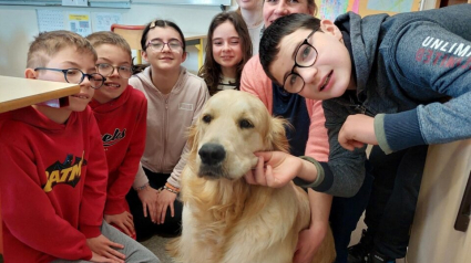 Illustration : Une jeune Golden Retriever se transforme en assistante éducative dans un collège de Bretagne