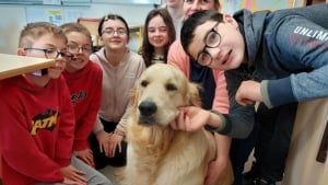 Illustration : Une jeune Golden Retriever se transforme en assistante éducative dans un collège de Bretagne