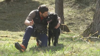 Illustration : La contribution précieuse d'un chien pour protéger les forêts des ravages d'un parasite