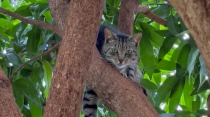 Illustration : Voyage au cœur d'un sanctuaire unique où les chats vivent en liberté sous le soleil d'Hawaï (vidéo)