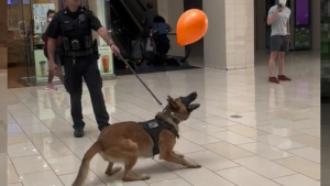 Illustration : Un chien policier s'offre un moment de répit pour s'amuser avec un ballon, la vidéo devient virale