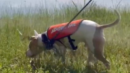 Illustration : Aramis, le chien déprimé du refuge, retrouve la joie de vivre lors d'une journée au parc (vidéo)