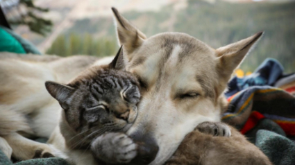 Illustration : Deuil et amitié : un chiot redonne vie à Baloo, le chat éploré par la disparition de son ami Henry