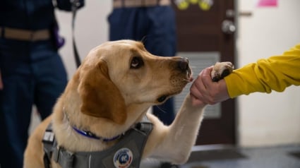 Illustration : Comment un Labrador contribue au bien-être mental et émotionnel des marins en mission