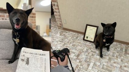 Illustration : Une chienne sauve la vie d’un homme victime d’un arrêt cardiaque en plein cours d’équitation