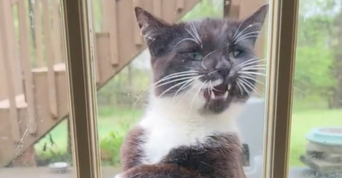 Quand Le Simple Geste Dun Chat Observant Sa Maîtresse Derrière La Vitre Fait Fondre Le Cœur Des