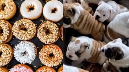 Illustration : 13 photos déconcertantes de chiens s'étant fait passer pour des desserts